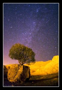 Tree on the Ston ( Arsajnan )