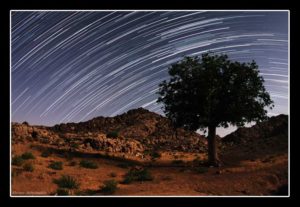 Sales Photo : Tree in Locho ( sistab & baluchestan )