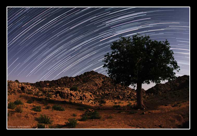 Sales Photo : Tree in Locho ( sistab & baluchestan )